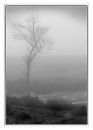 "Lone Tree"